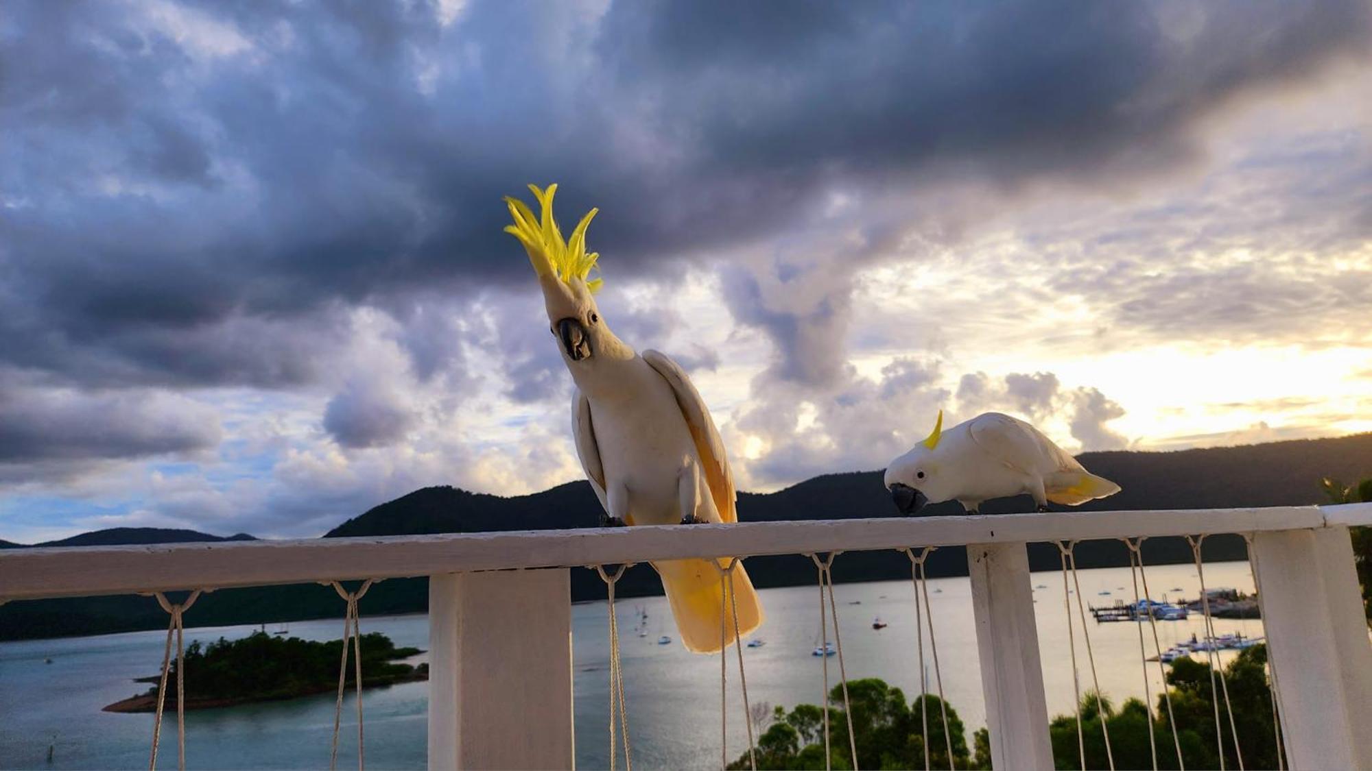 The Haven View - Airlie Beach Bagian luar foto